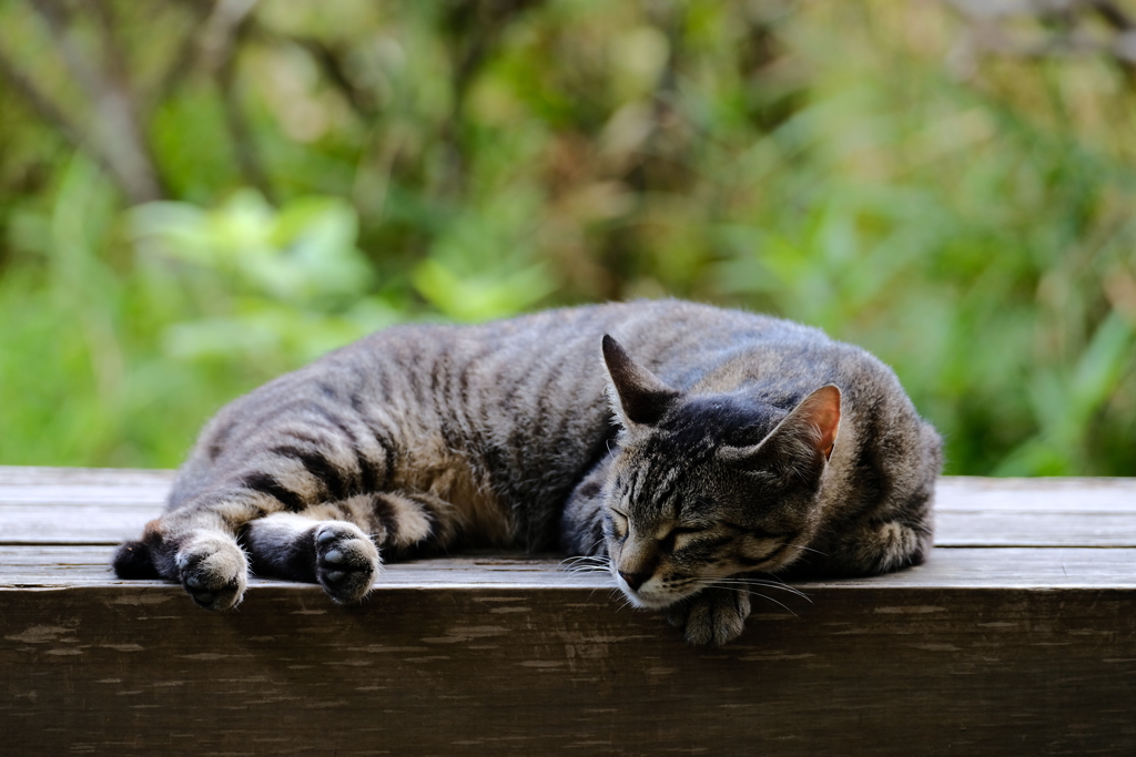 眠りぬこ