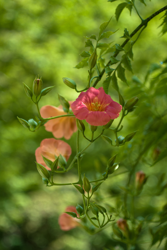 蔓　花