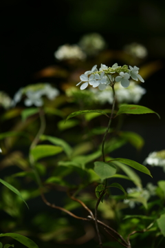 韋駄天紫陽花弐零壱六式