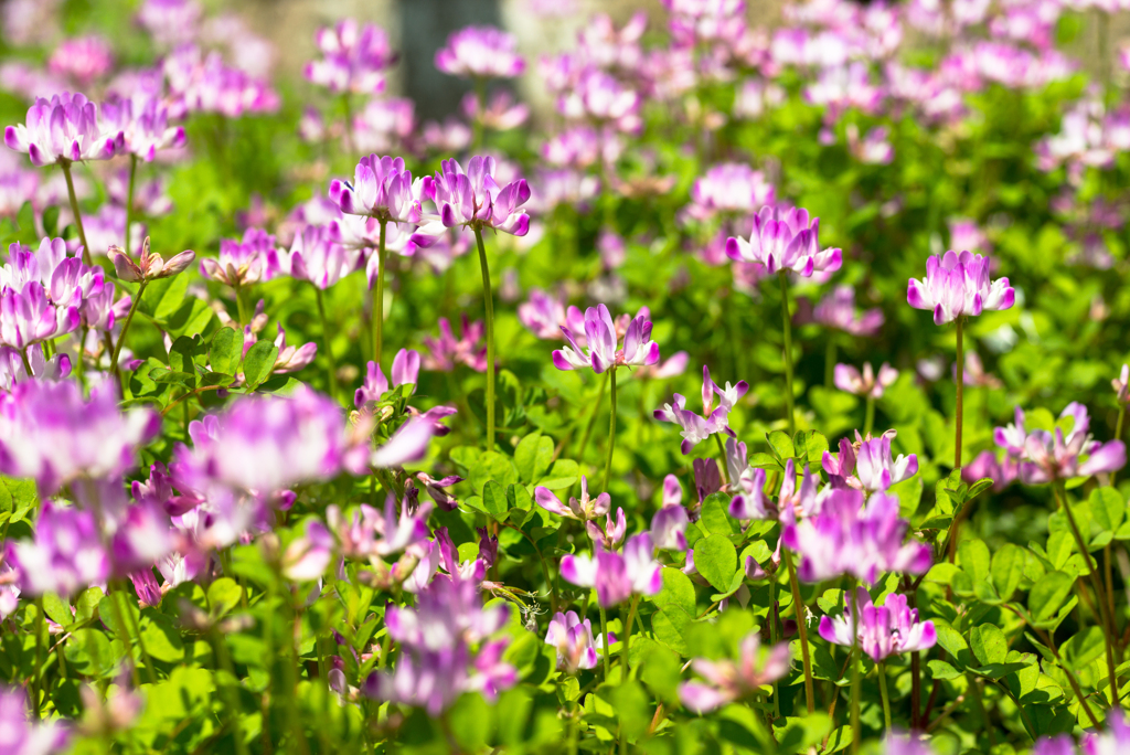 Chinese milk vetch