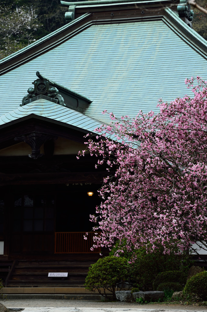「花海棠」迎える