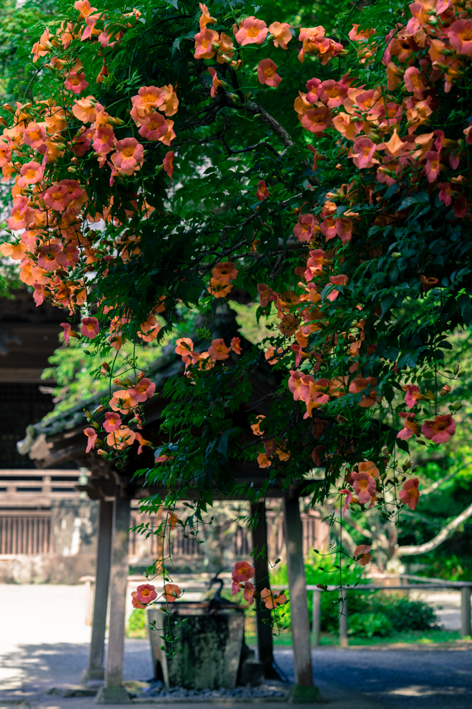 咲降
