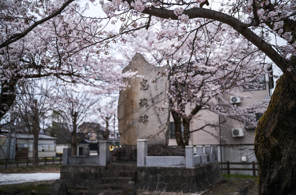 春はいつでも