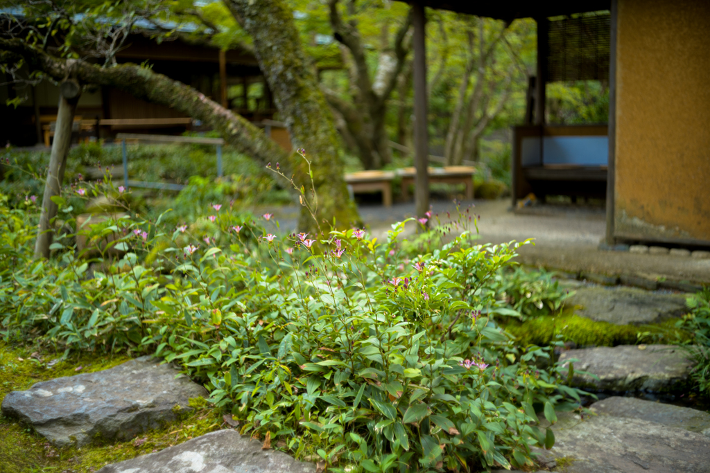 杜鵑草 咲く庭