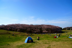 2015春＠根岸森林公園