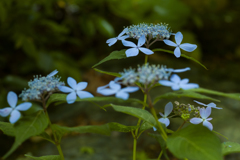 紫陽花弐零壱九式