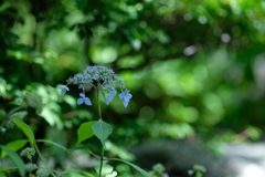 韋駄天紫陽花弐零壱八式