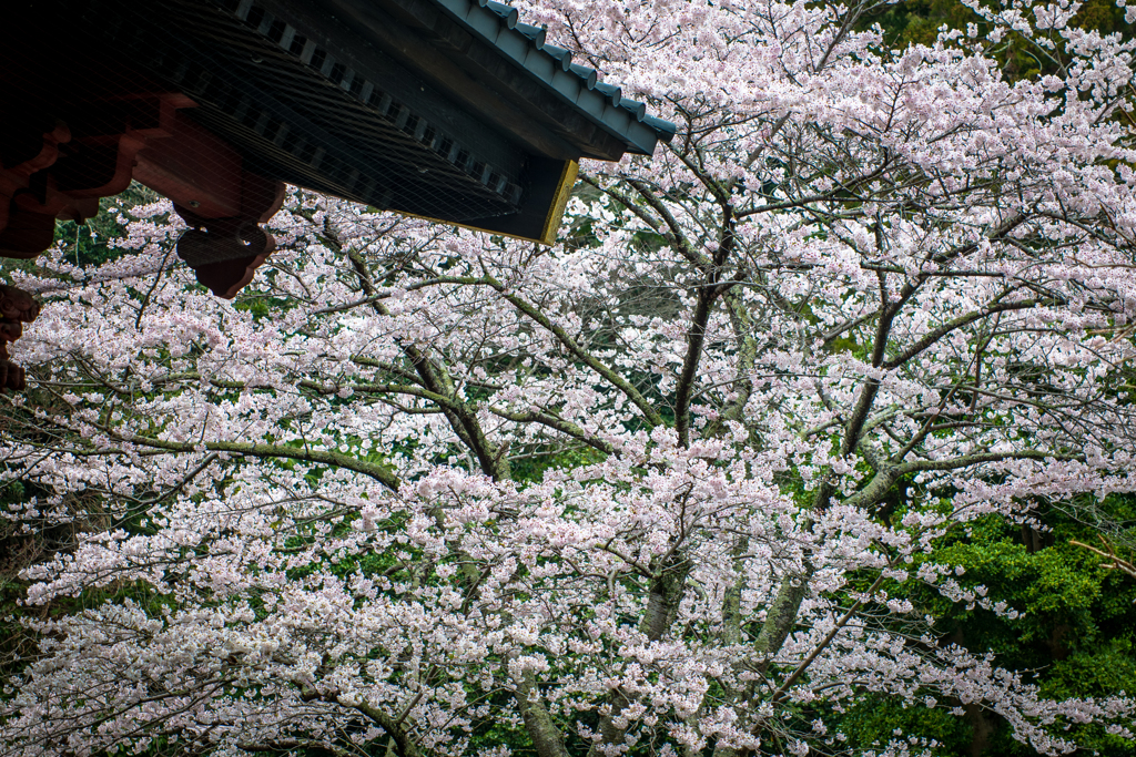 門 横