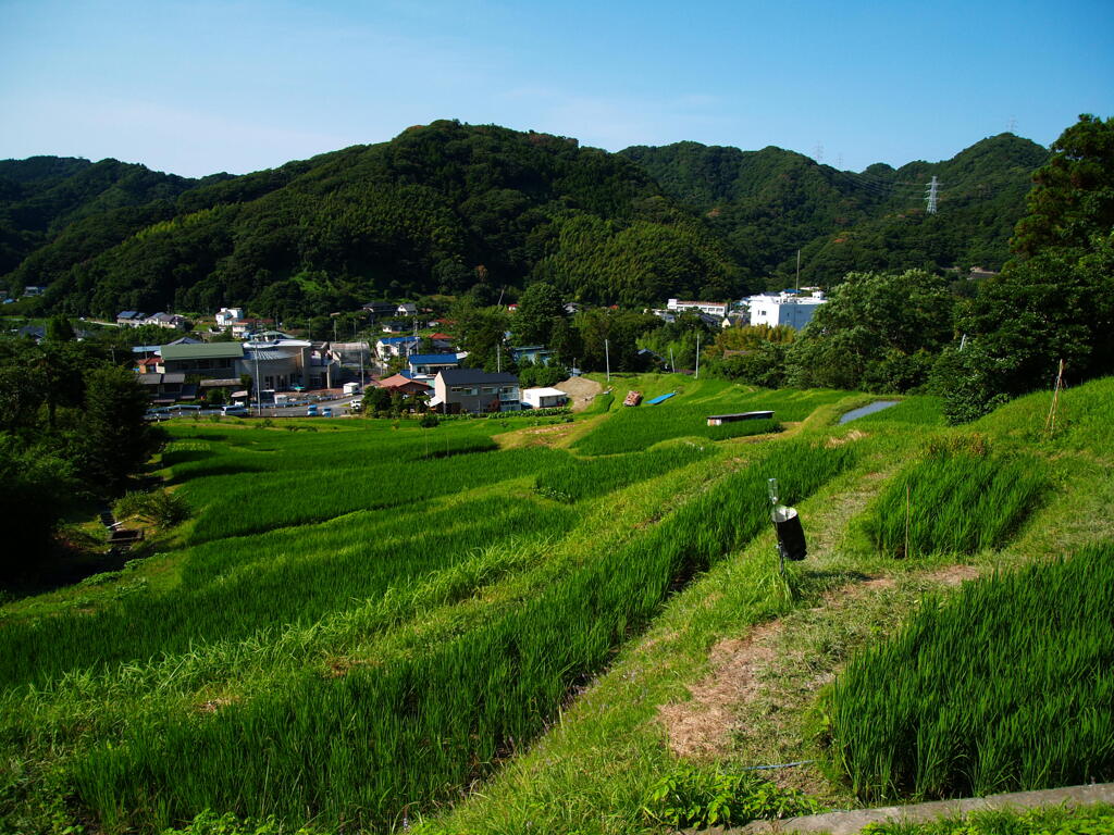 夏の小棚田