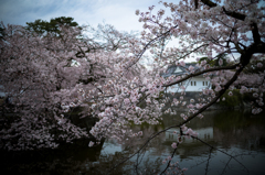 お堀桜（color）