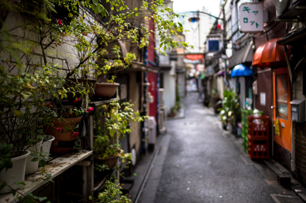 ミニバラ咲く路地