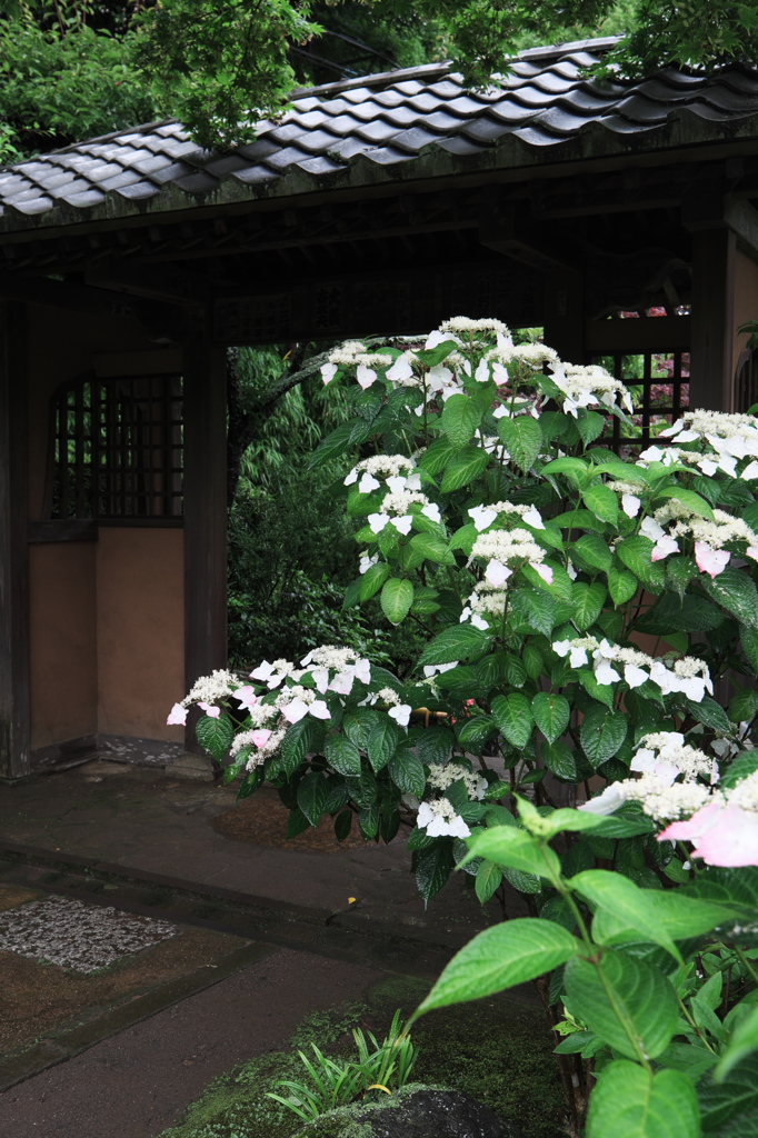 梅雨間に