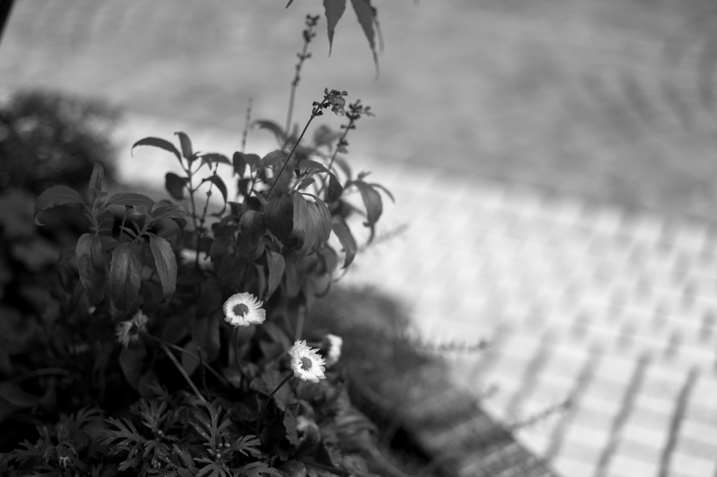 道 花