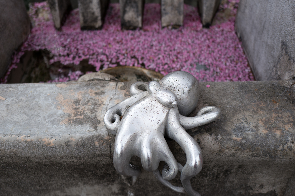 花　イカだ　✕