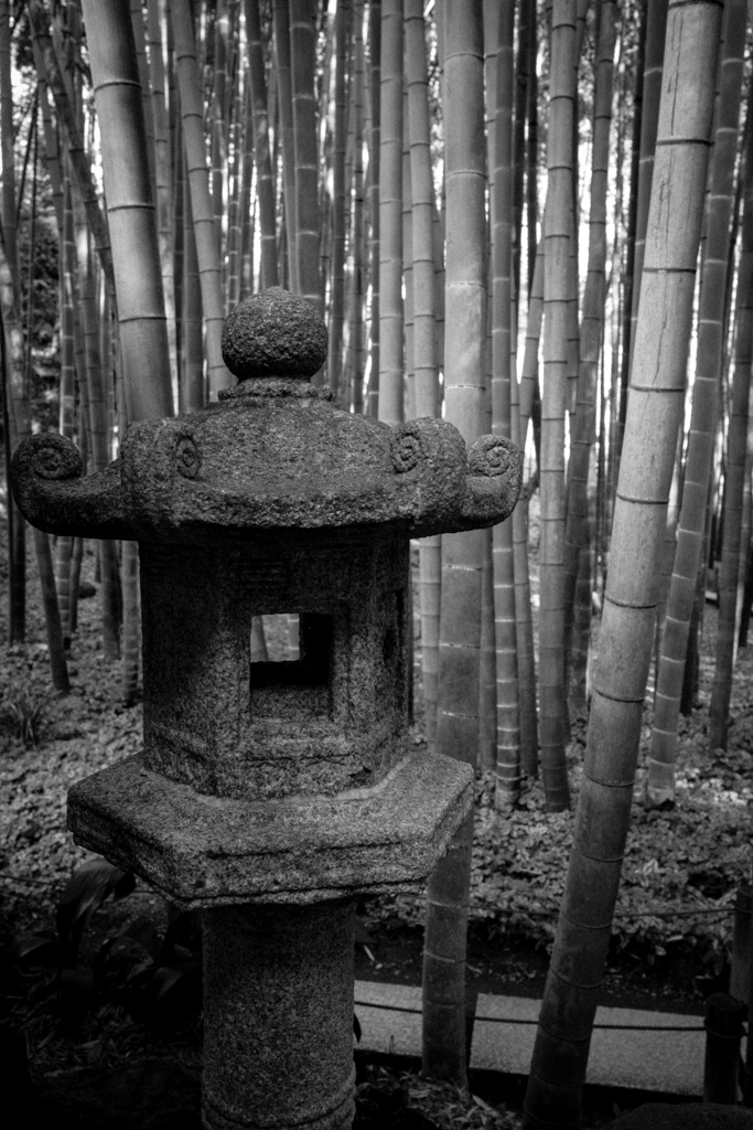 竹　庭