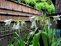 梅雨時しずかに