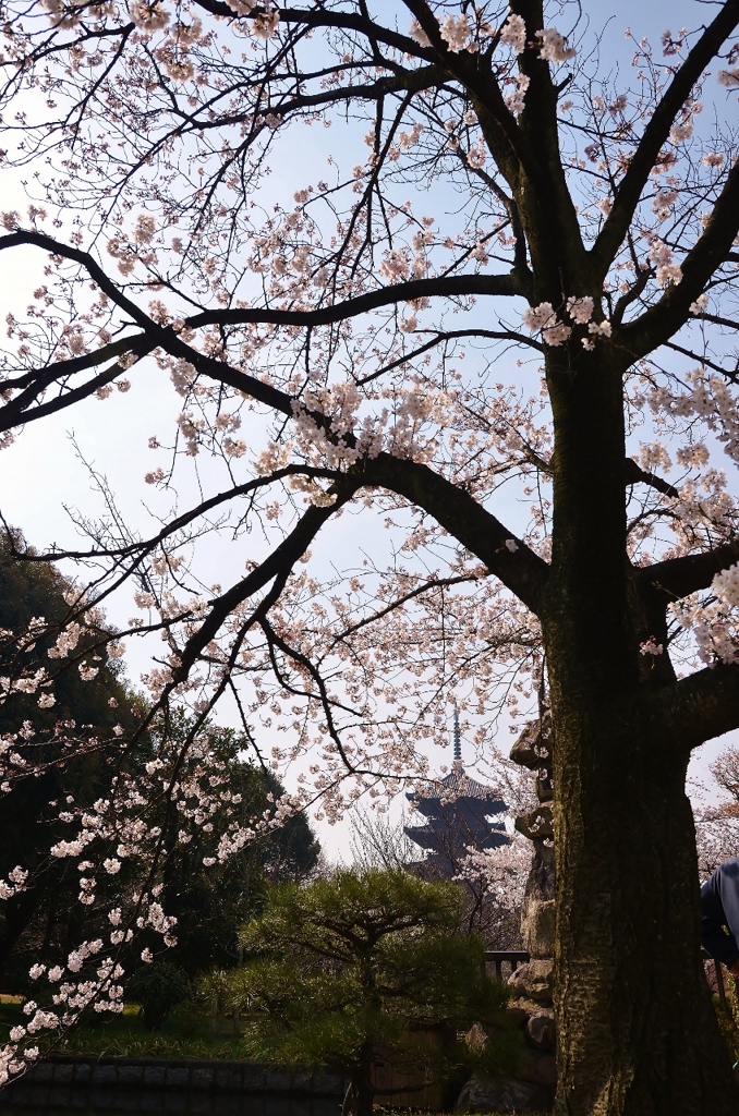 東寺さ～ん