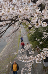 桜ってすごい！思わず笑顔に