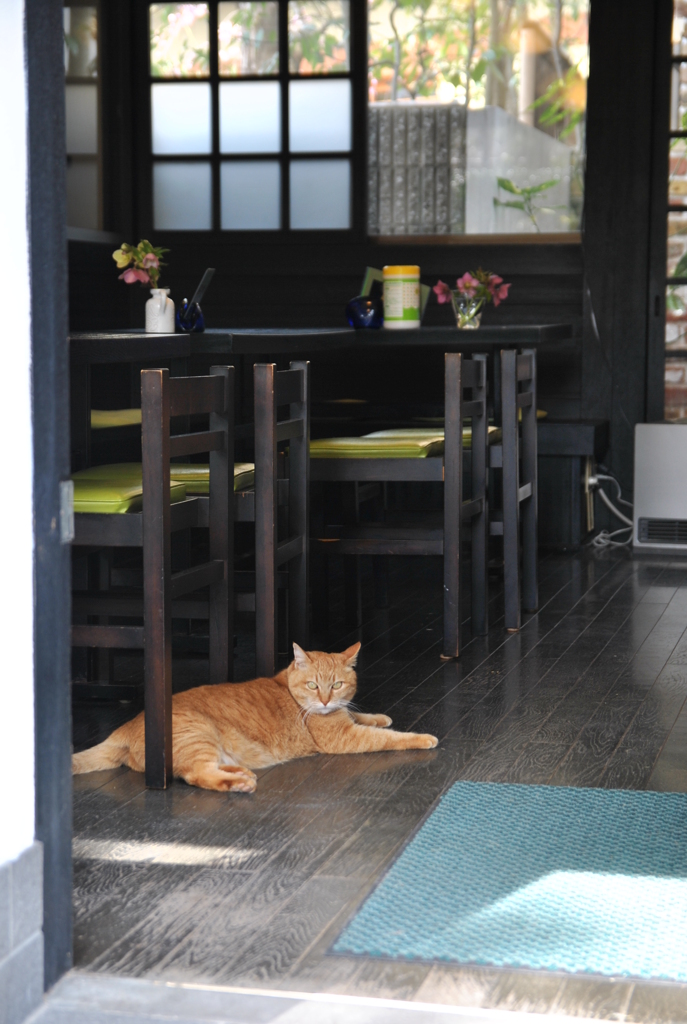看板にゃんこ
