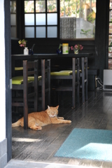 看板にゃんこ