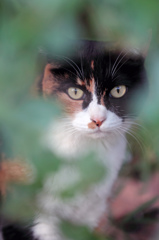 Cat's eye