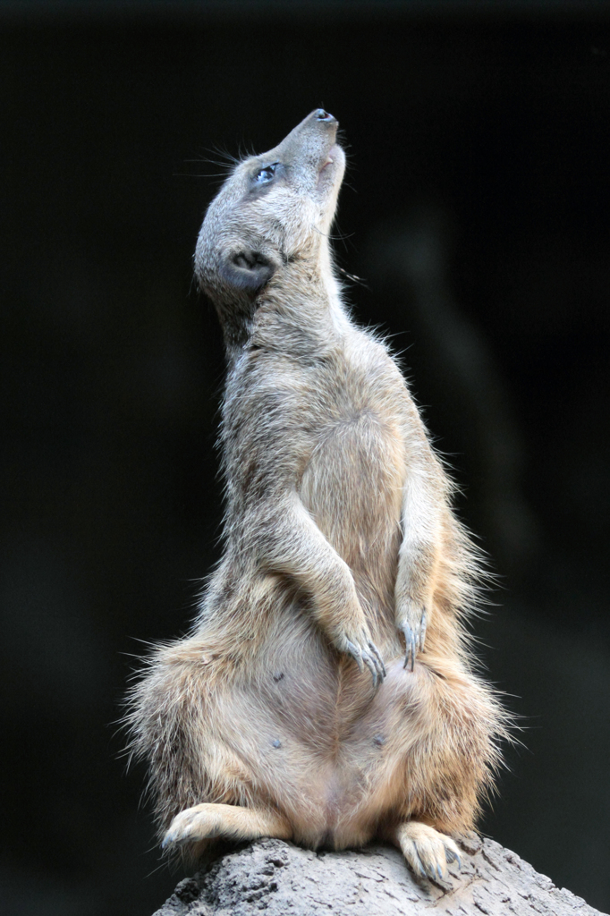 Lokk up the sky.