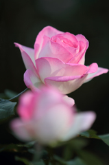 Rose smiles