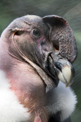 Andean Condor.