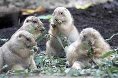 いつも食事中