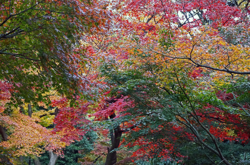 全ての秋色を...