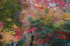 全ての秋色を...