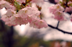 Come spring !