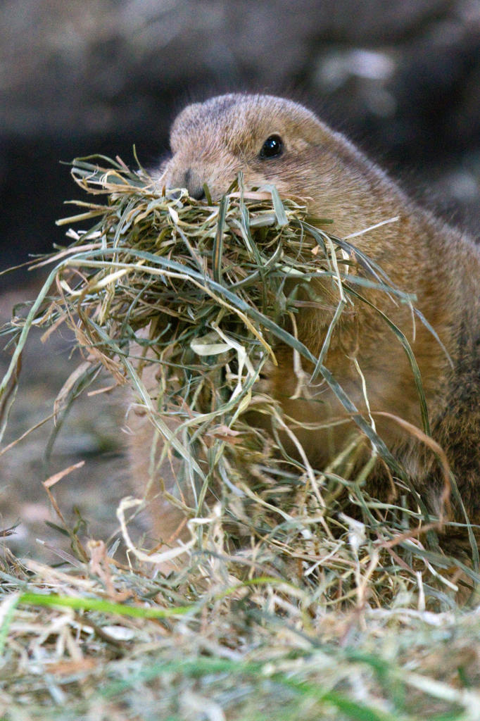 preparing-for-winter.