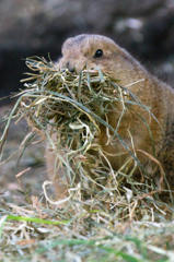 preparing-for-winter.