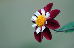 The flower.