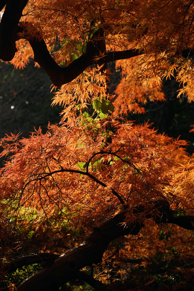leaves in beautiful autumn colors.