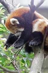 夢の中へ