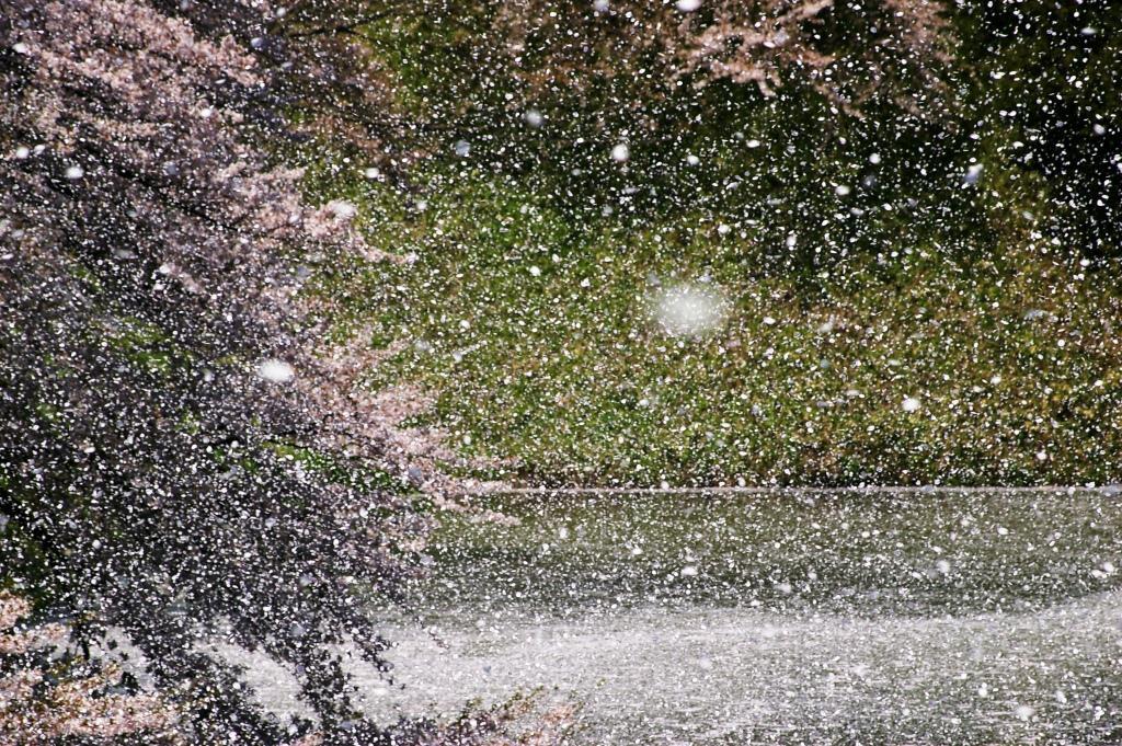 さくらサクラSAKURA