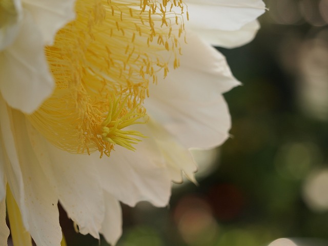 咲くやこの花館 003