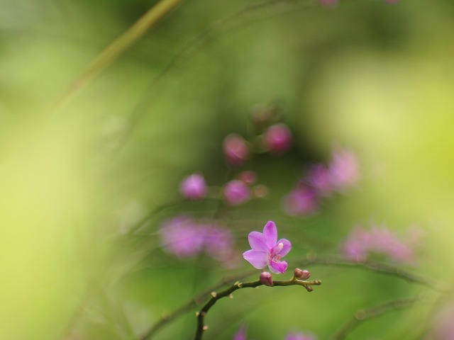 咲くやこの花館 017