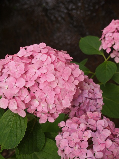 万博紫陽花祭 003