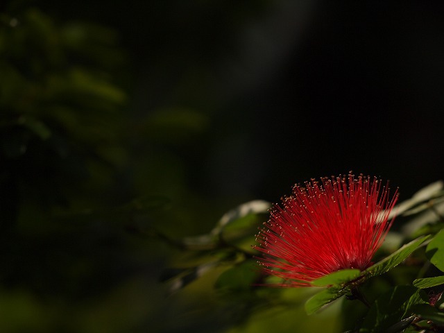 咲くやこの花館 009