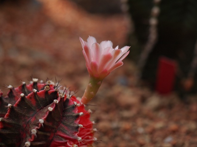 咲くやこの花館 014