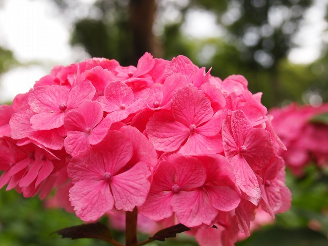 万博紫陽花祭 007