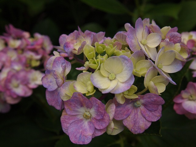 万博紫陽花祭 013