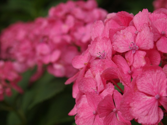 万博紫陽花祭 008