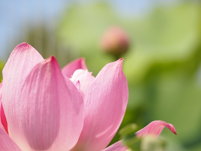 咲くやこの花館 008