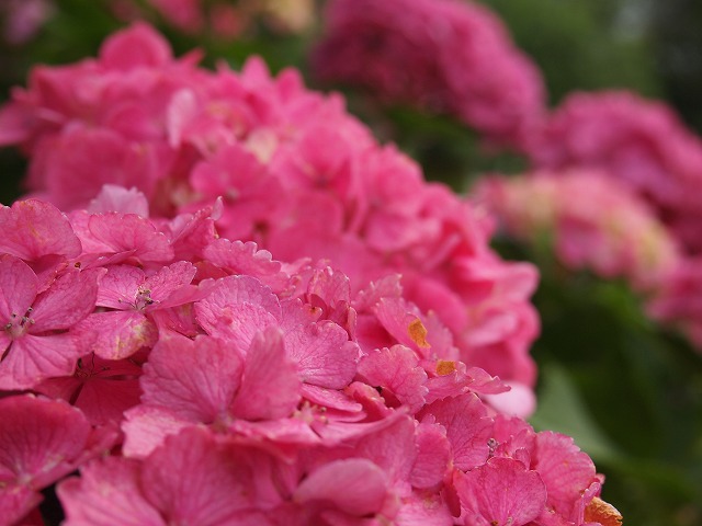 万博紫陽花祭 002