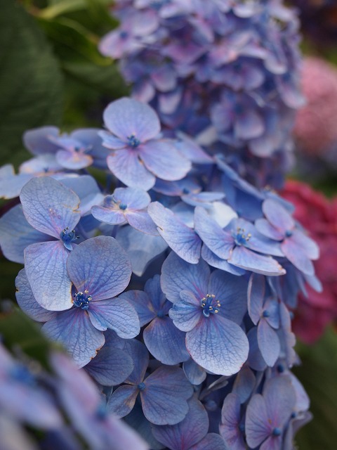 万博紫陽花祭 005