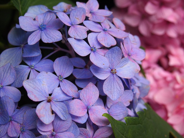 万博紫陽花祭 006